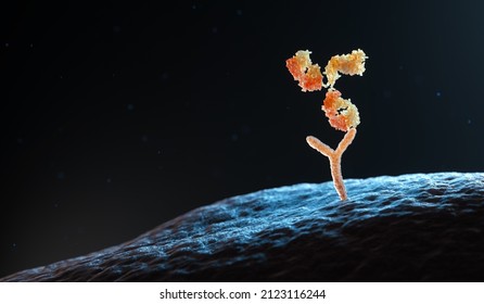 Human Antibody Binding To Human Cell Receptors. 3D Illustration