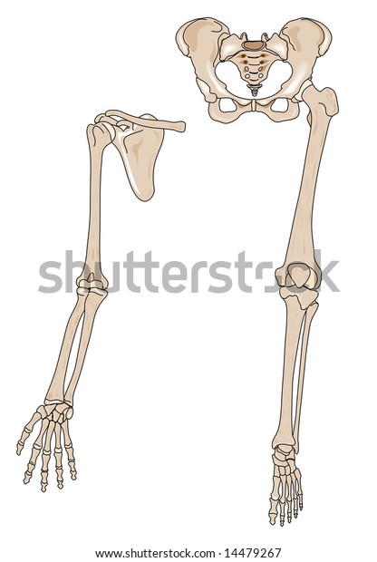 Human Arm Leg Bones Stock Illustration 14479267