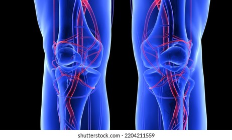 Human Arteries Veins Blood Vessels Anatomy Stock Illustration ...