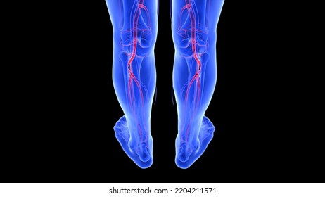 Human Arteries Veins Blood Vessels Anatomy Stock Illustration 