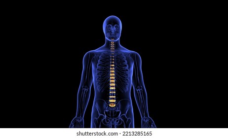 Human Backbone Plant Physiology Anatomy 3d Illustration