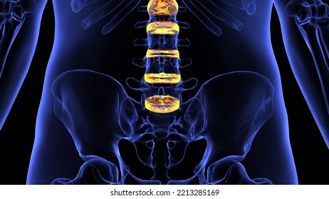 Human Backbone Plant Physiology Anatomy 3d Illustration