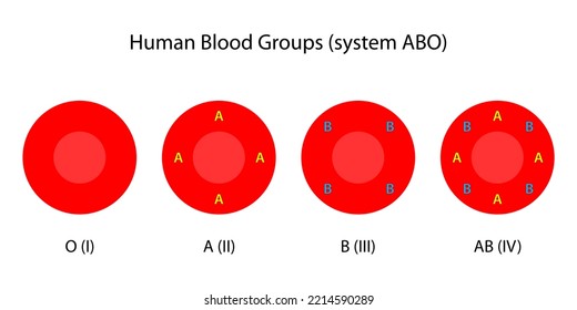 Human Blood Groups, ABO System