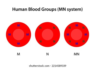 Human Blood Groups, MN System	