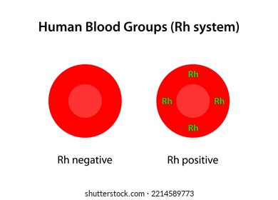 Human Blood Groups, Rh System.