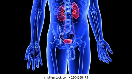 Human Blood Vessels Kidney Anatomy 3d Stock Illustration 2204188475 ...