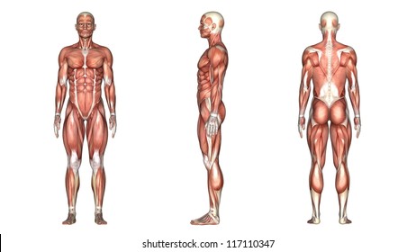 human  body