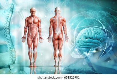 human body; 3d illustration
