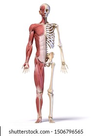 Human body, 3d illustration. Full figure male muscular and skeletal systems, front view on white background.