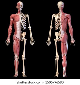 Human body, 3d illustration. Full figure male muscular and skeletal systems, front and back views on black background.