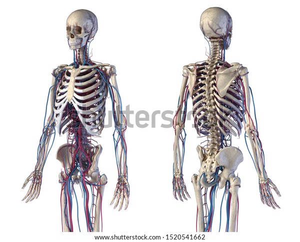 Human Body Anatomy 3d Illustration Skeletal Stock Illustration ...