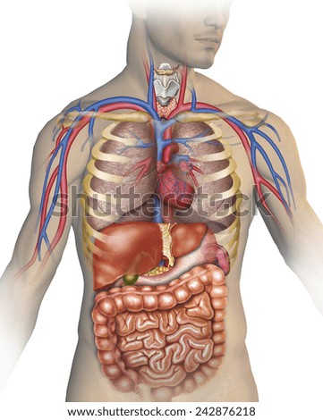 Human Body Anatomy Stock Illustration 242876218 - Shutterstock