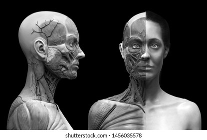 Human body anatomy muscles structure female  front view   side view   3d render