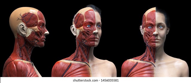Human body anatomy muscles structure female  front view side view   perspective view  3d render
