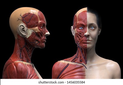 Human body anatomy muscles structure of a woman, front view, 3d render