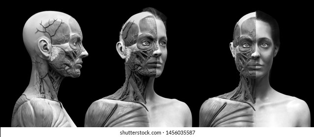 Human body anatomy muscles structure female  front view side view   perspective view  3d render