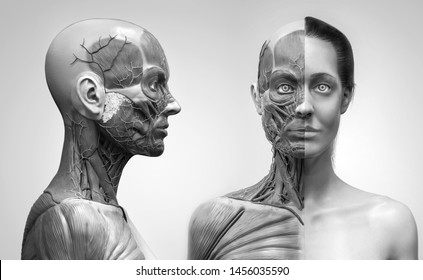 Human body anatomy muscles structure female  front view   side view   3d render