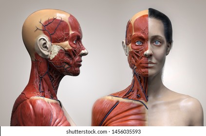 Human body anatomy muscles structure of a female, front view and side view , 3d render