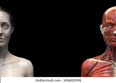 Human body anatomy muscles structure female  front view isolated  3d render