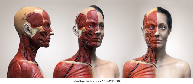 Human body anatomy muscles structure of a female, front view side view and perspective view, 3d render