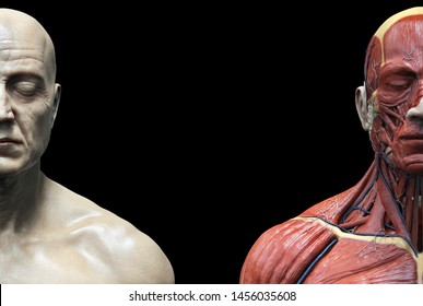 Ilustrasi Stok Human Body Anatomy Muscles Structure Female 1456035596
