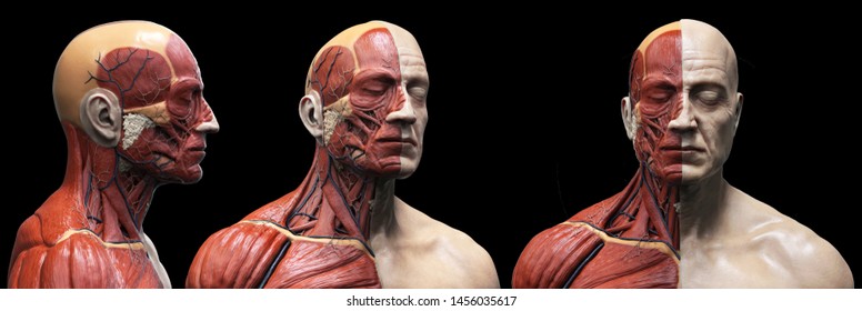 Human body anatomy muscles structure of a male, front view  side view and perspective , 3d render