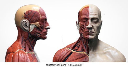 Human body anatomy muscles structure of a male, front view and side view , 3d render