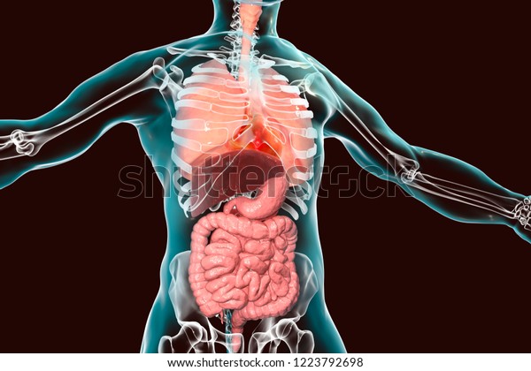 Human Body Anatomy Respiratory Digestive System Stock Illustration ...