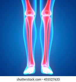 Human Body Bone Joint Pains Leg Stock Illustration 455527633 | Shutterstock