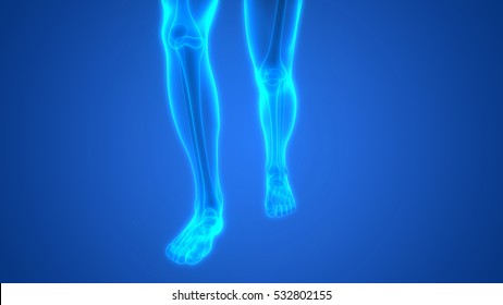 9,227 Bone joint infographic Images, Stock Photos & Vectors | Shutterstock