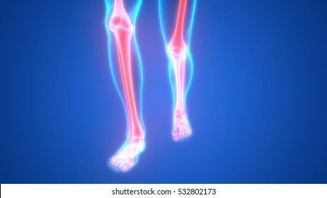 骨 筋肉 のイラスト素材 画像 ベクター画像 Shutterstock