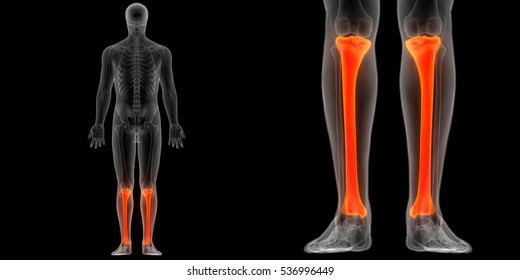 Human Body Bone Joint Pains Tibia Stock Illustration 536996458 ...