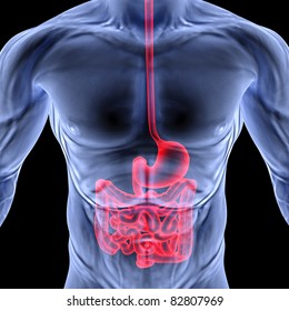 The Human Body By X-rays. Intestine Highlighted In Red.