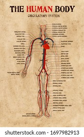 Human Body Circulatory System Diagram On Very Old Paper.