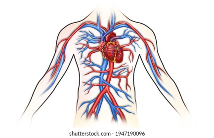 Human Body Circulatory System_2d Illustration Stock Illustration ...