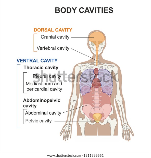 Human body is divided into compartments or cavities.\
Ventral cavities include thoraicic cavity and abdominal cavities.\
Cavities hold and protect body organs like brain, heart and\
digestive organs. 
