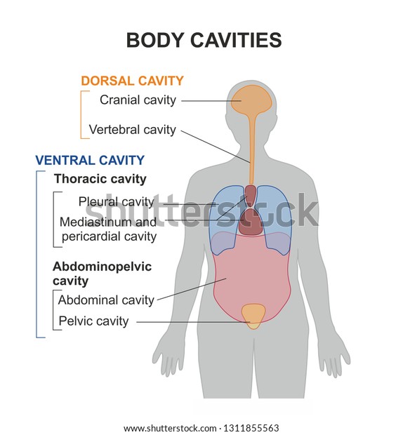 Human body is divided into compartments or cavities.\
Ventral cavities include thoraicic cavity and abdominal cavities.\
Cavities hold and protect body organs like brain, heart and\
digestive organs. 