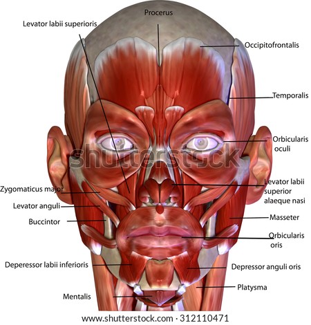 Human Body Face Muscles Illustration de stock de 312110471 - Shutterstock