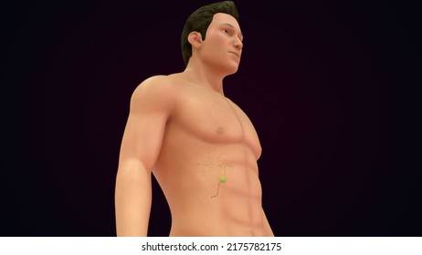 Human Body With Gallbladder Function Front And Back Side View Anatomy And Physiology 3d Illustration