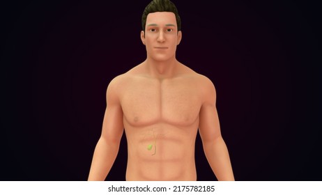 Human Body With Gallbladder Function Front And Back Side View Anatomy And Physiology 3d Illustration