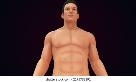 Human Body With Gallbladder Function Front And Back Side View Anatomy And Physiology 3d Illustration