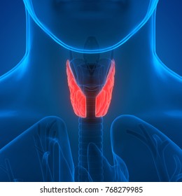 Human Body Glands Anatomy Lobes Thyroid Stock Illustration 768279985 ...