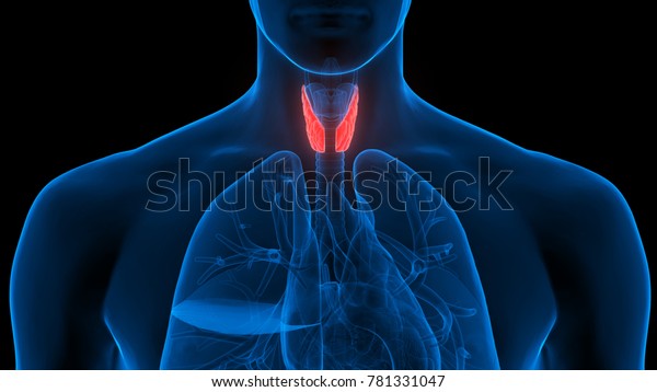 Human\
Body Glands Anatomy (Lobes of Thyroid Gland).\
3D