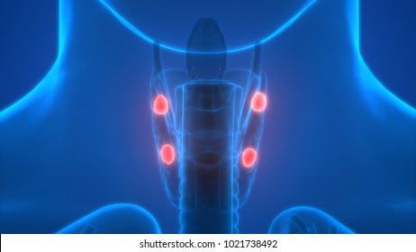 Human Body Glands Anatomy (Parathyroid Gland). 3D