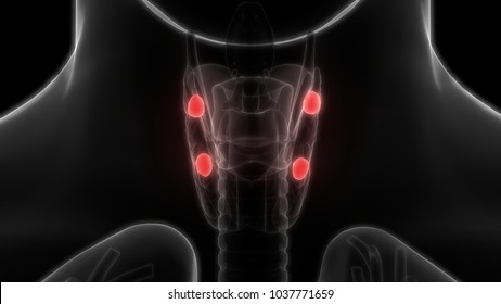 Human Body Glands Anatomy Parathyroid Gland Stock Illustration ...