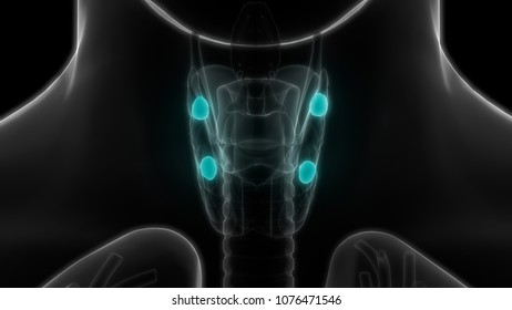 Human Body Glands Anatomy Thyroid Gland Stock Illustration 1076471537 ...