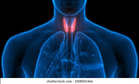 Human Body Glands Anatomy (Thyroid Gland). 3D