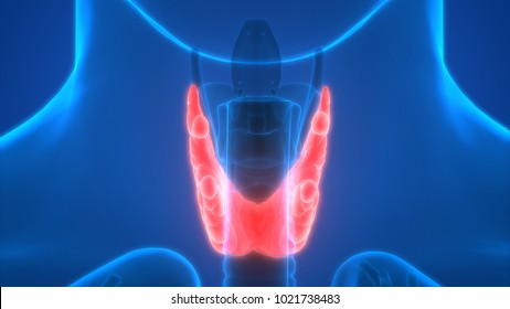 Human Body Glands Anatomy Thyroid Gland Stock Illustration 1021738483 ...