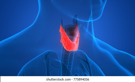 Human Body Glands Anatomy Thyroid Gland Stock Illustration 775894030