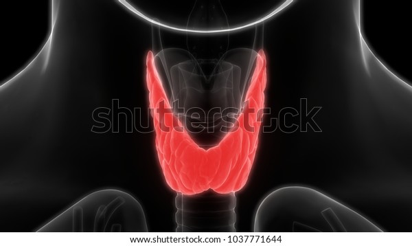 Human Body Glands Anatomy Thyroid Gland Stock Illustration 1037771644